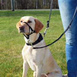 Trixie Uprząż Top Trainer M/2 27cm [TX-13003] - All4Animals