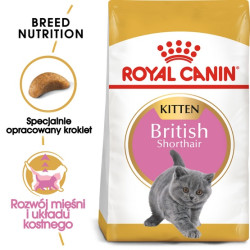 Royal Canin British Shorthair Kitten karma sucha dla kociąt, do 12 miesiąca, rasy brytyjski krótkowłosy 400g - All4Animals