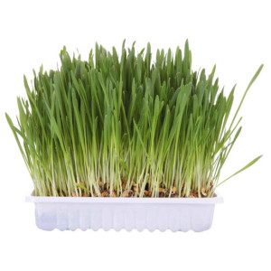 Trixie Trawa dla kota w woreczku 100g [4236] - All4Animals