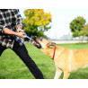 Chuckit! Ultra Tug Medium [231201] - All4Animals