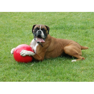 Boomer Ball M - 6" / 15cm czerwona - All4Animals
