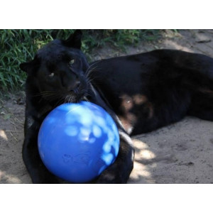 Boomer Ball S - 4" / 11cm niebieska - All4Animals