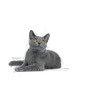 Royal Canin Dental Care karma sucha dla kotów dorosłych, redukująca odkładanie kamienia nazębnego 400g - All4Animals