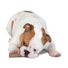 Petstages DogWood small patyk PS217 - All4Animals