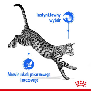 Royal Canin Indoor Sterilised Jelly karma mokra dla kotów dorosłych sterylizowanych, przebywających w domu saszetka 85g - All4An