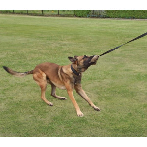 Dingo Zabawka dla psa - Sztuczne Futro z rączką bungee 150cn - All4Animals