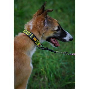 Dingo Obroża regulowana City - Nie Dotykaj 3,0cm/60cm - All4Animals