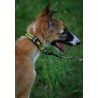 Dingo Obroża regulowana City - Nie Dotykaj 3,0cm/60cm - All4Animals