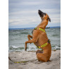 Dingo Szelki dwupaskowe Guard City - Nie Dotykaj rozmiar S - All4Animals