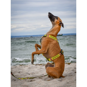 Dingo Szelki dwupaskowe Guard City - Nie Dotykaj rozmiar M - All4Animals
