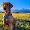 Dingo Szelki dwupaskowe Guard City - Monstera rozmiar M - All4Animals
