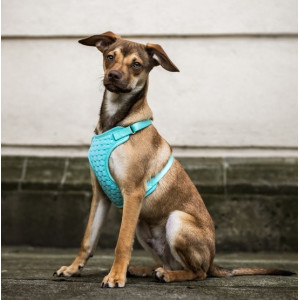 Dingo Szelki bezuciskowe z dwupaskową regulacją M miętowe - All4Animals