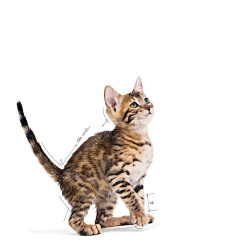 Royal Canin Kitten Sterilised karma mokra w galaretce dla kociąt od 6 do 12 miesiąca życia, sterylizowanych saszetka 85g - All4A