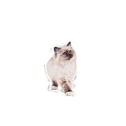 Royal Canin Kitten w galaretce karma mokra dla kociąt do 12 miesiąca życia saszetka 85g - All4Animals
