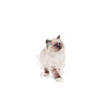 Royal Canin Kitten w galaretce karma mokra dla kociąt do 12 miesiąca życia saszetka 85g - All4Animals