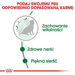 Royal Canin Mini Ageing 12+ karma sucha dla psów dojrzałych po 12 roku życia, ras małych 800g - All4Animals