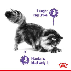 Royal Canin Appetite Control Care karma mokra w galaretce dla kotów dorosłych, domagających się jedzenia saszetka 85g - All4Anim