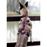 CHABA Szelki Guard Story III L 2,5cm Lakota - All4Animals