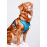 CHABA Szelki Guard Comfort Classic S morskie - All4Animals