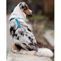 CHABA Szelki Guard Comfort Classic L morskie - All4Animals