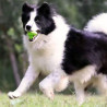 PetDreamHouse Zabawka gumowa Geo-Gem Rolly zielona - All4Animals