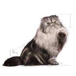 Royal Canin Persian Adult karma mokra w pasztecie dla kotów dorosłych rasy perskiej saszetka 85g - All4Animals