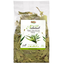 Alegia Babka lancetowata 100g - All4Animals