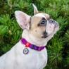 Collar WauDog Recycled Obroża nylonowa z QR-paszportem, gradient L 25mm/33-49cm fioletowy - All4Animals