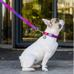 Collar WauDog Recycled Obroża nylonowa z QR-paszportem, gradient M 20mm/28-40cm fioletowy - All4Animals
