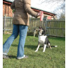 Pet Corrector 200ml - All4Animals