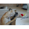 Pet Corrector 200ml - All4Animals