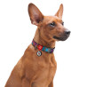 Collar WauDog Nylon Obroża nylonowa z QR-paszportem, plastikowy fastex, wzór LATO, 25mm/33-49cm - All4Animals
