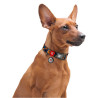 Collar WauDog Nylon Obroża nylonowa z QR-paszportem, plastikowy fastex, wzór POMARAŃCZE, 20mm/28-40cm - All4Animals
