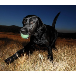 Chuckit! Max Glow Ball Medium - All4Animals