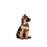 Royal Canin Maxi Puppy karma mokra w sosie dla szczeniąt, od 2 do 15 miesiąca życia, ras dużych saszetka 140g - All4Animals