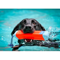 Chuckit! Amphibious Bumper Medium - All4Animals