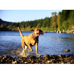 Chuckit! Amphibious Bumper Medium - All4Animals