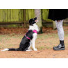CHABA Szelki Guard Comfort Classic S fuksja - All4Animals