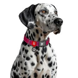 Collar WauDog Nylon Mono Obroża nylonowa odblaskowa z QR-paszportem, plastikowy fastex, S 15mm/25-35cm różowa - All4Animals