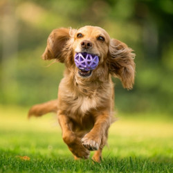 Toby's Choice Spiderweb Ball Small - All4Animals