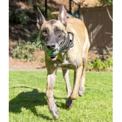 Chuckit! Eco Fetch Ball Large - All4Animals