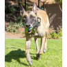 Chuckit! Eco Fetch Ball Large - All4Animals