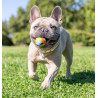 Chuckit! Eco Fetch Ball Small 2pak - All4Animals