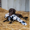 Zolux Zabawka pluszowa Furry Farm Krowa Isache 60cm - All4Animals