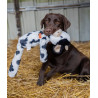 Zolux Zabawka pluszowa Furry Farm Krowa Isache 60cm - All4Animals