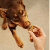 Carnilove Dog Crunchy Snack Ostrich 200g - All4Animals